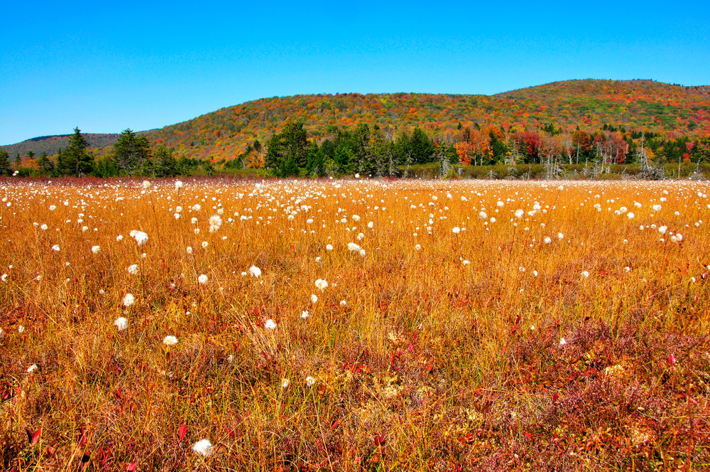 cranberry glades botanical area, west virginia